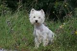 WESTIE 374